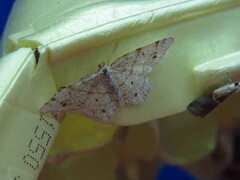 Trigrammia quadrinotaria