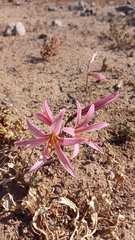 Zephyranthes