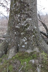 Dicranum montanum