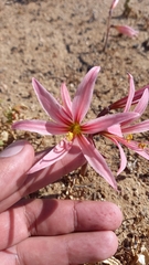 Zephyranthes