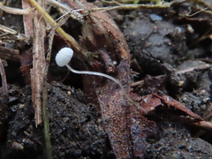 Mycena