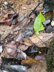 Tropidophorus sinicus