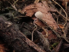 Mycena