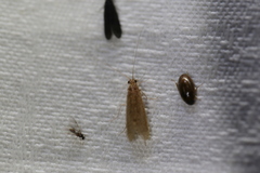 Enochrus