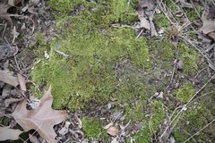 Dicranum montanum
