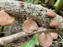 Auricularia cornea