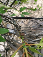 Rhizophora apiculata