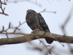 Columba livia domestica