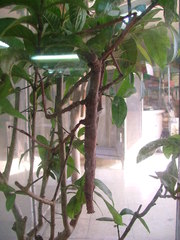 Tirachoidea biceps
