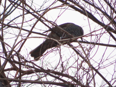 Hypsipetes amaurotis