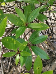 Rhizophora apiculata