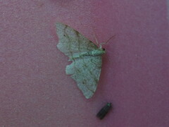 Trigrammia quadrinotaria