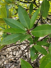 Rhizophora apiculata