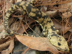 Abronia lythrochila