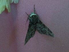 Biston betularia