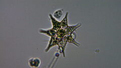 Monactinus simplex echinulatum