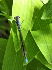 Cyanallagma interruptum