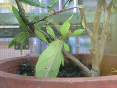 Phylliini