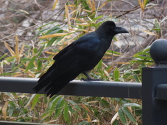 Corvus macrorhynchos