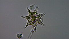 Monactinus simplex echinulatum