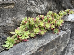 Sedum palmeri
