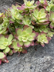 Sedum palmeri