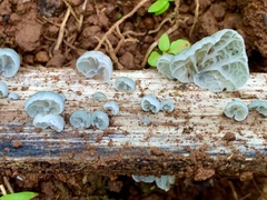 Marasmiellus eberhardtii