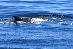 Balaenoptera bonaerensis