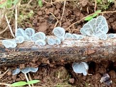 Marasmiellus eberhardtii