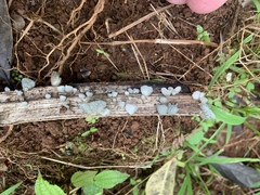 Marasmiellus eberhardtii