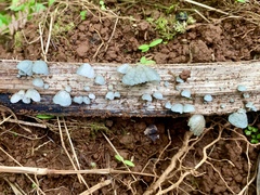 Marasmiellus eberhardtii