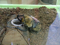 Megasoma elephas elephas