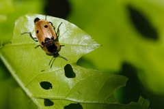 Dendroxena quadrimaculata