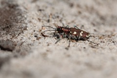 Cicindela hybrida