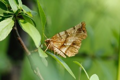 Selenia dentaria