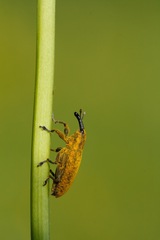 Lixus bardanae