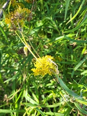Kalanchoe densiflora