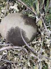 Xanthoparmelia pulla