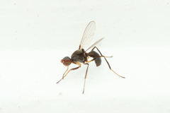 Sepsidae