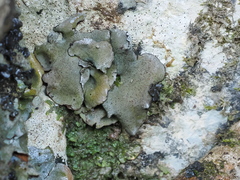 Dermatocarpon miniatum