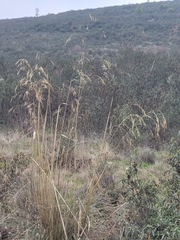 Celtica gigantea