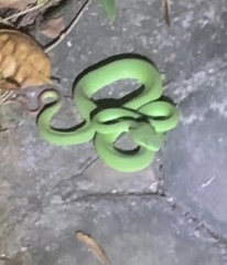 Trimeresurus insularis