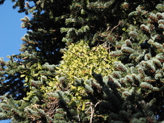 Abies cephalonica