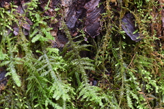 Neckera douglasii