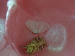 Lomographa vestaliata