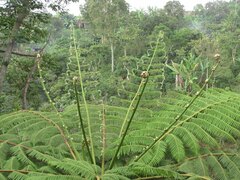 Cyatheales