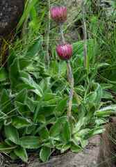 Helichrysum vernum