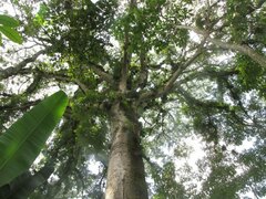 Ceiba pentandra