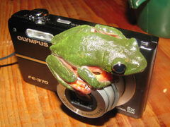 Agalychnis moreletii