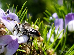 Megachile chrysopyga